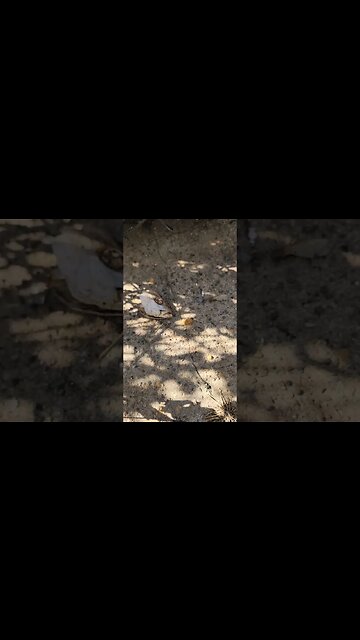 Things you find in the ghetto part 2