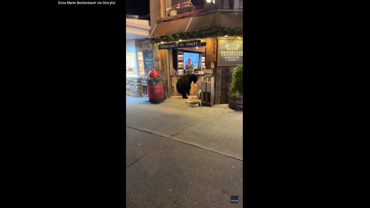 Tourist Captures Shocking Moment Bear Enters Wine Shop In Tennessee