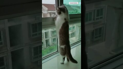 cute cat videos 😹 funny videos 😂 494 😻