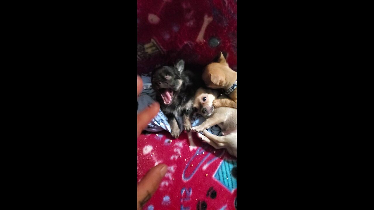 TEA-CUP CHIHUAHUA'S 7 WEEKS OLD JUST PLAYING MAKING A MESS & UNCLE BOO BOO'S KEEPING AN EYE ON THEM