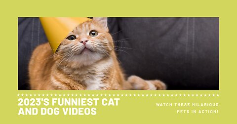 The Funniest Cat and Dog Videos That Will Make Your Day 2023❣️