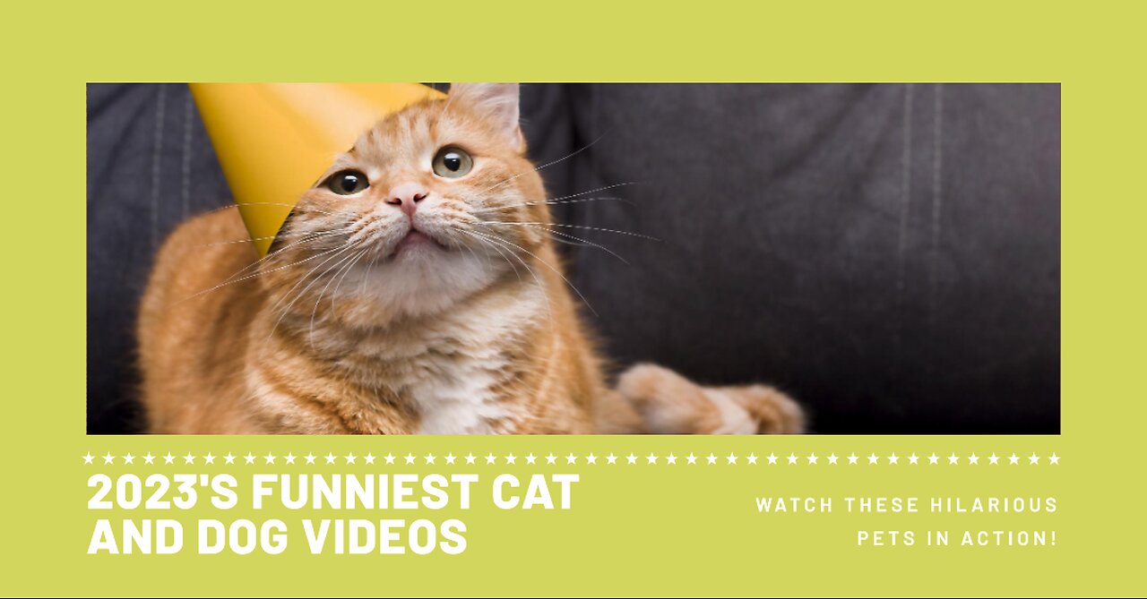 The Funniest Cat and Dog Videos That Will Make Your Day 2023❣️