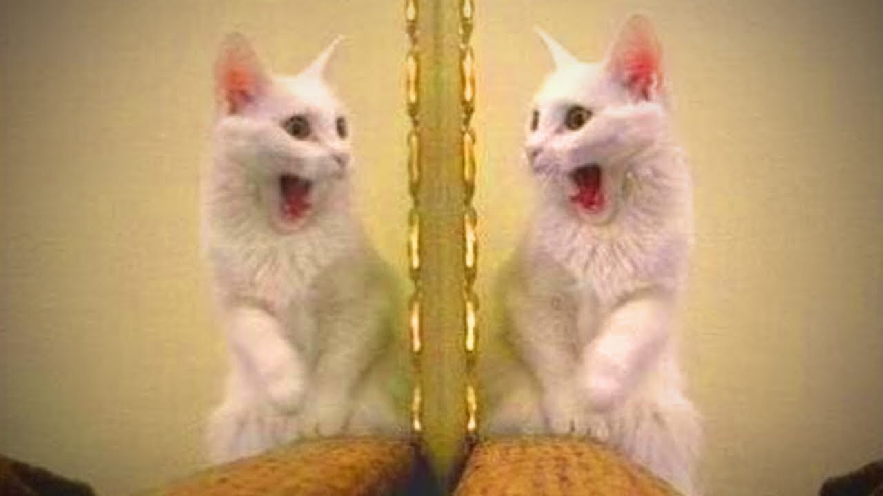 Best Funniest Videos 2022 😂 Cute Cats 🐱 and Funny Dogs 🐶