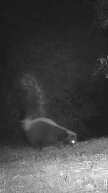 Striped Skunk 🦨 Tails You Lose!