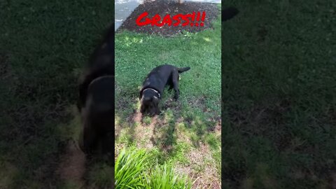 #Labrador loves swimming in grass! #Shorts
