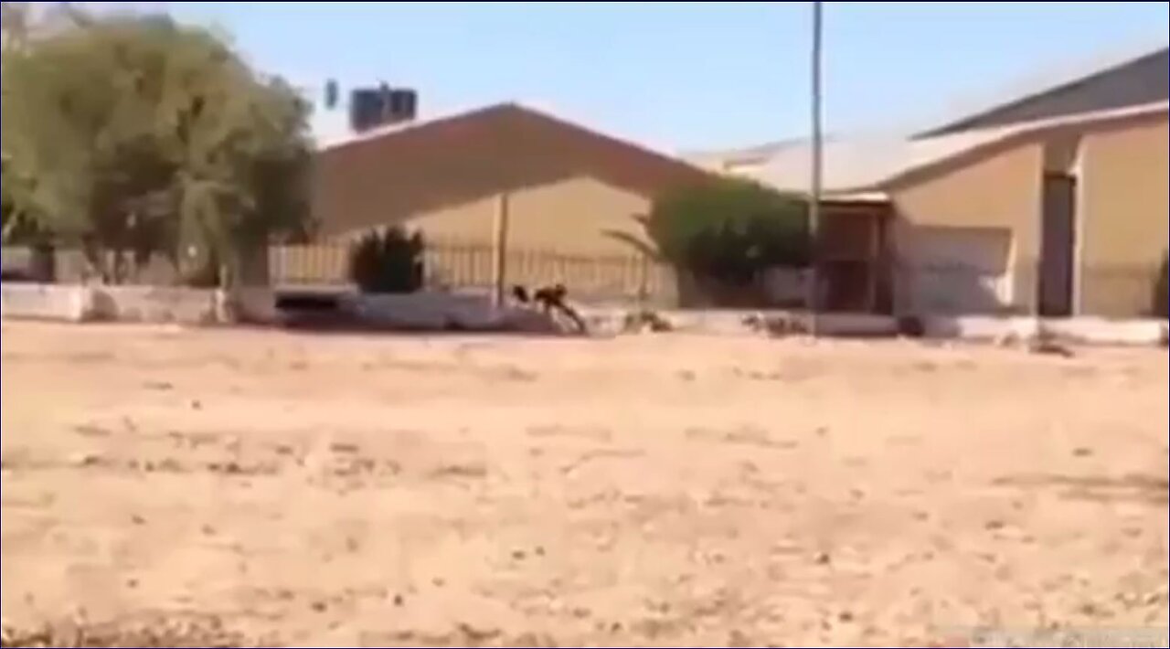 Mystery Half-Dog Half-Human Creature Filmed In Limpopo, South Africa
