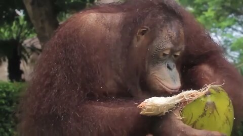 Orangutan With Coconut