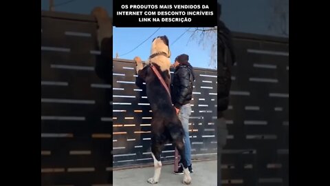 cachorro gigantesco