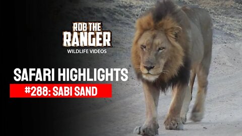 Safari Highlights #288: 27 - 31 August 2014 | Sabi Sand Nature Reserve | Latest Wildlife Sightings