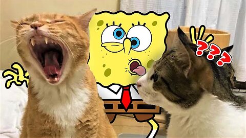 Funniest Cats And Dogs Videos - Woa Doodles