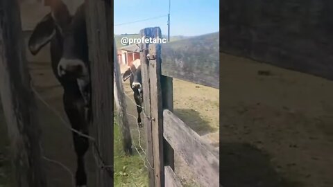 Tudo curioso igual brigada de vizinha na rua