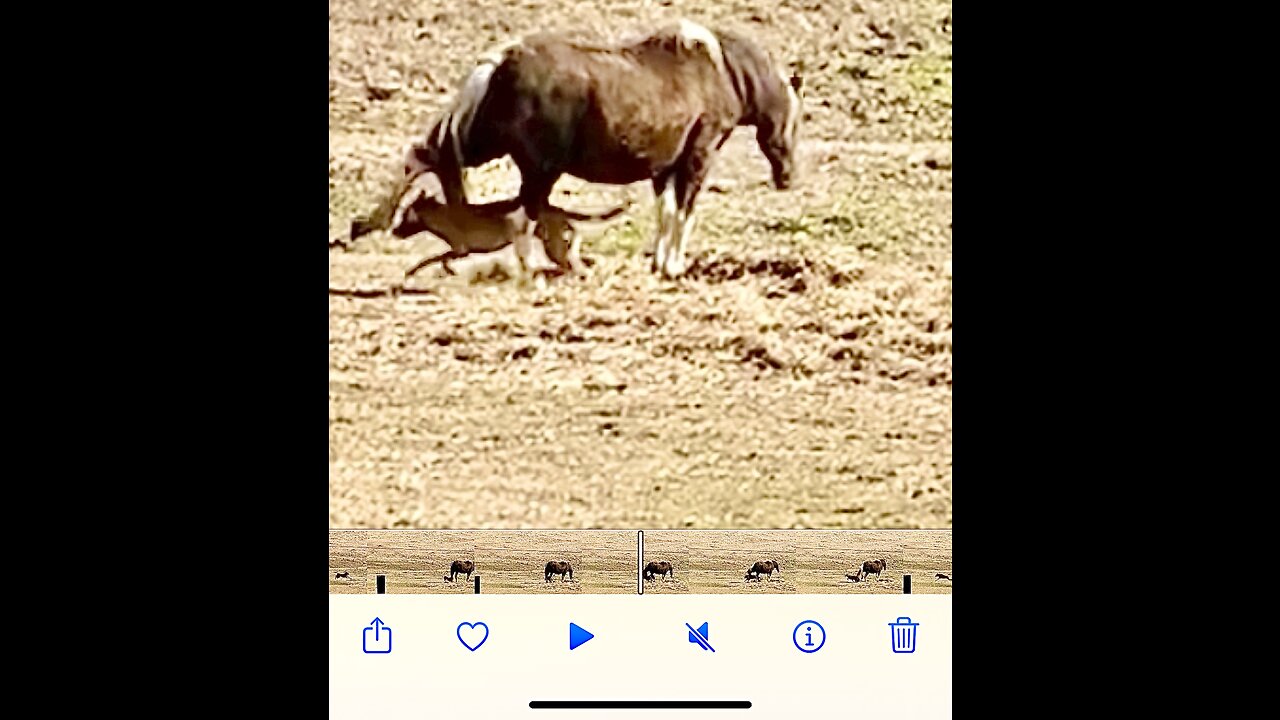 Dog running in pasture slides into horses back legs, almost gets kicked