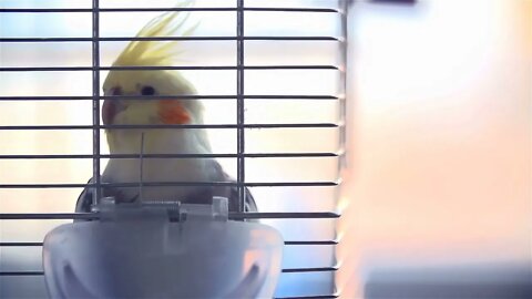 Caged Cockatiel Bird in Slow motion