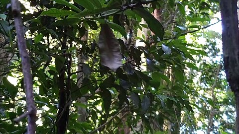 A Peaceful Rainforest
