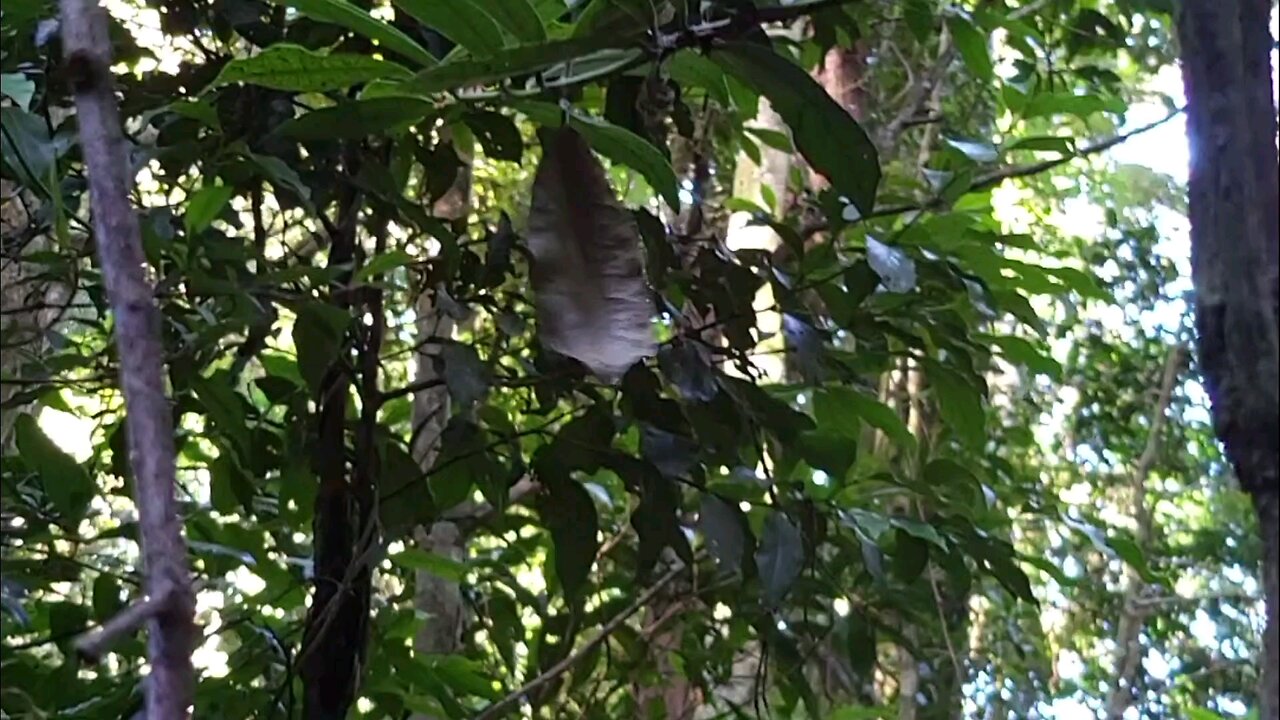 A Peaceful Rainforest