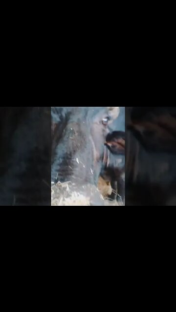 SIDHU mose wala #attitudegamer #shorts #shortsviral #viral #yashyt2165 #zindgizharhai #vfxdhoom