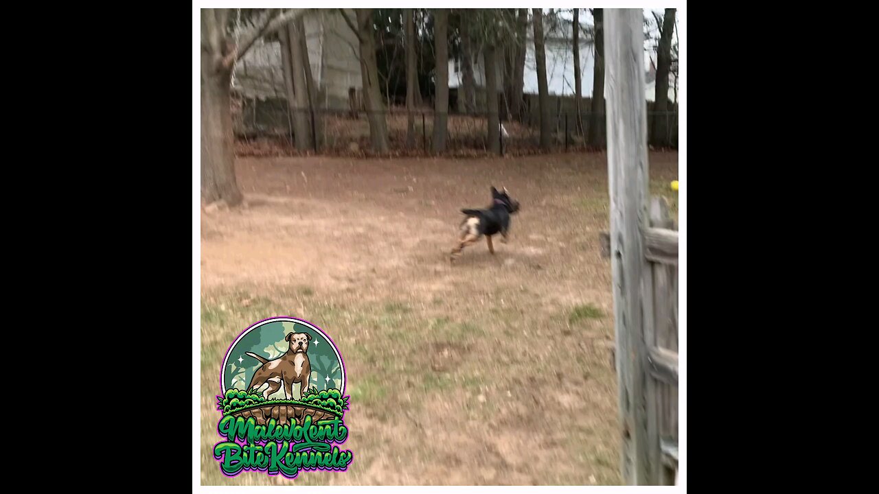 Bandog Mastiff kills Rabbit