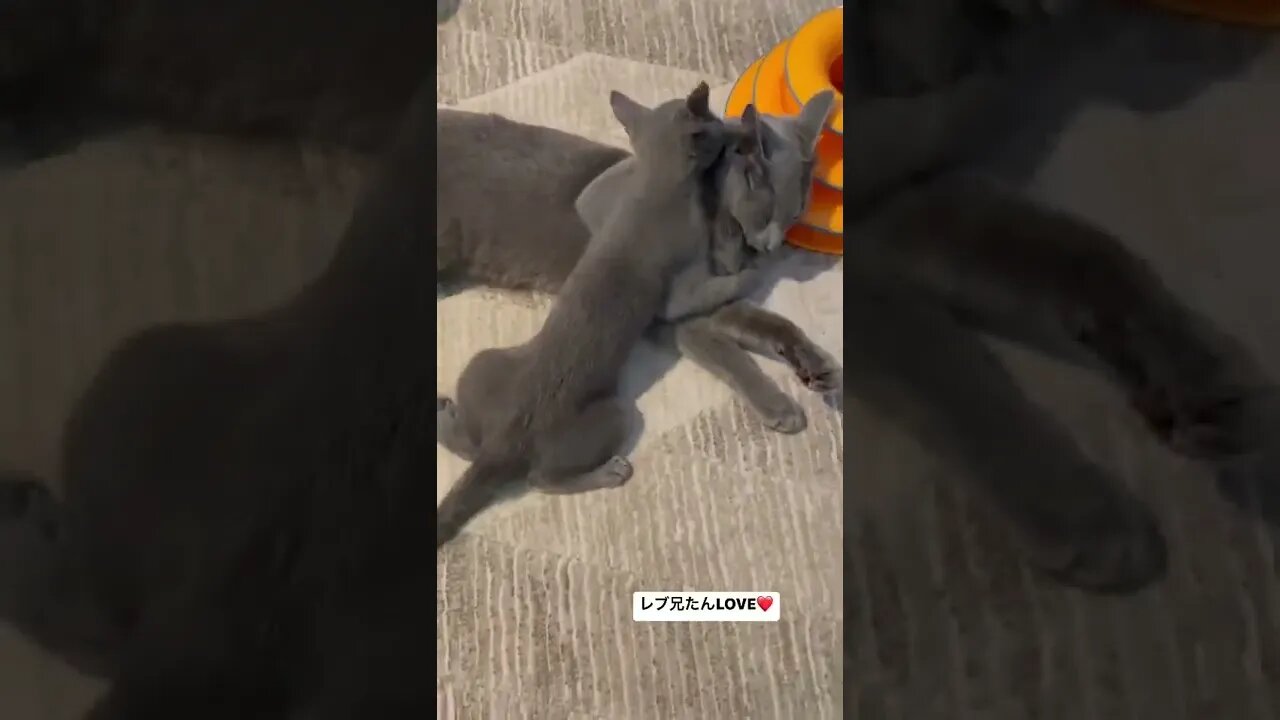 funny cat #shorts