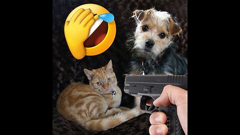 Funniest animals🐱In tiktok 😂 Funny and Fails Pets