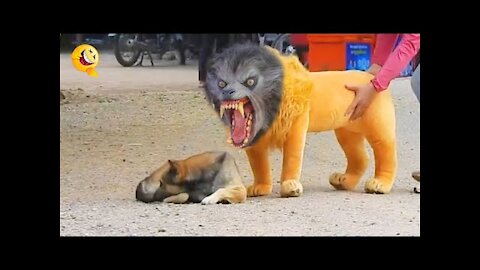 Troll Prank Dog Funny & fake Lion and Fake Tiger Prank To Dog