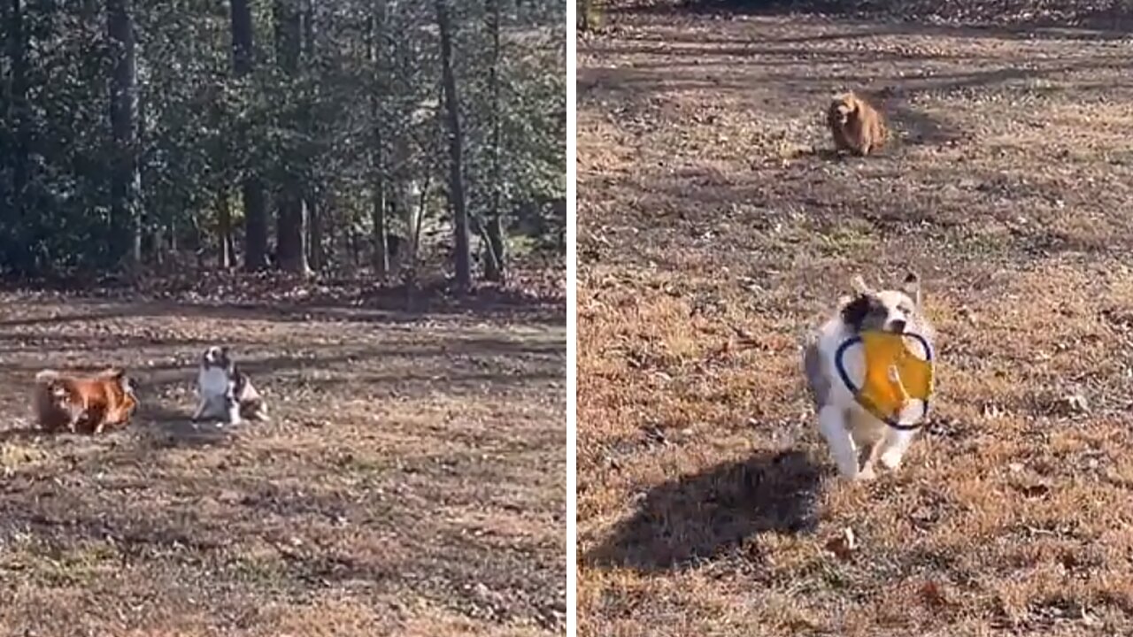 Thoughtful Dog Delights Sister By Giving Her The Toy He Just Caught