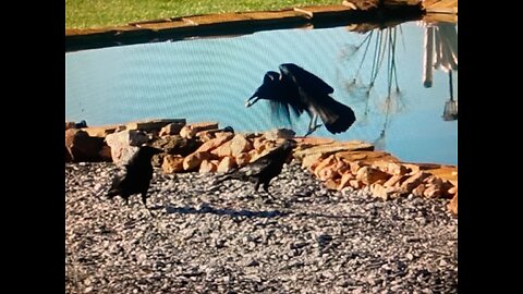 Alluring Crows With Unsalted Peanuts. Took 2 Weeks. Hawk, Farming & Just Fun Around The Farm.