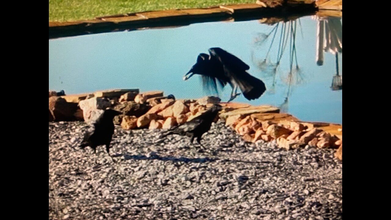 Alluring Crows With Unsalted Peanuts. Took 2 Weeks. Hawk, Farming & Just Fun Around The Farm.