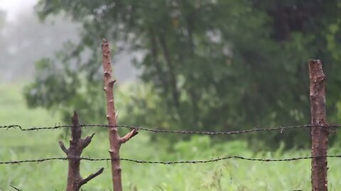 8Hr calming rain shower in a feild scene