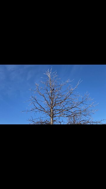 Red-winged Blackbird sings