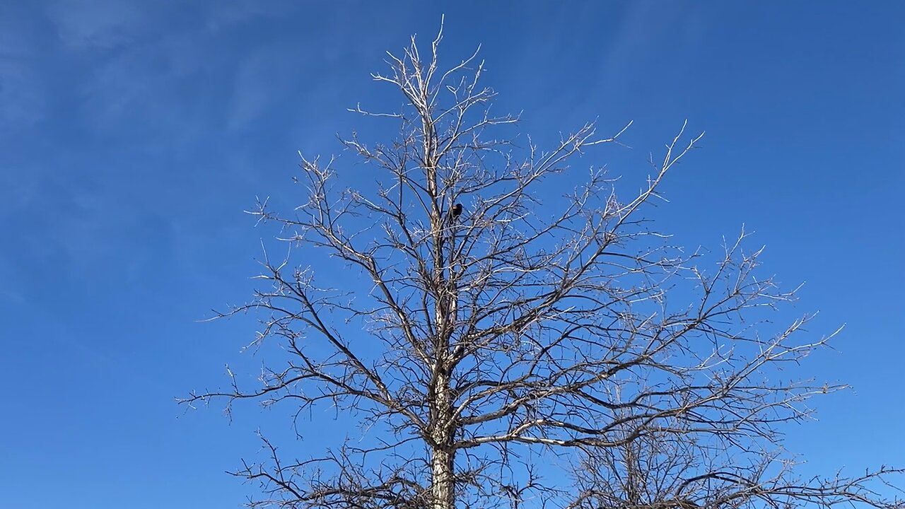 Red-winged Blackbird sings