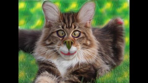 Funny Cats Try Not To Laugh | Funny Animals 🤣