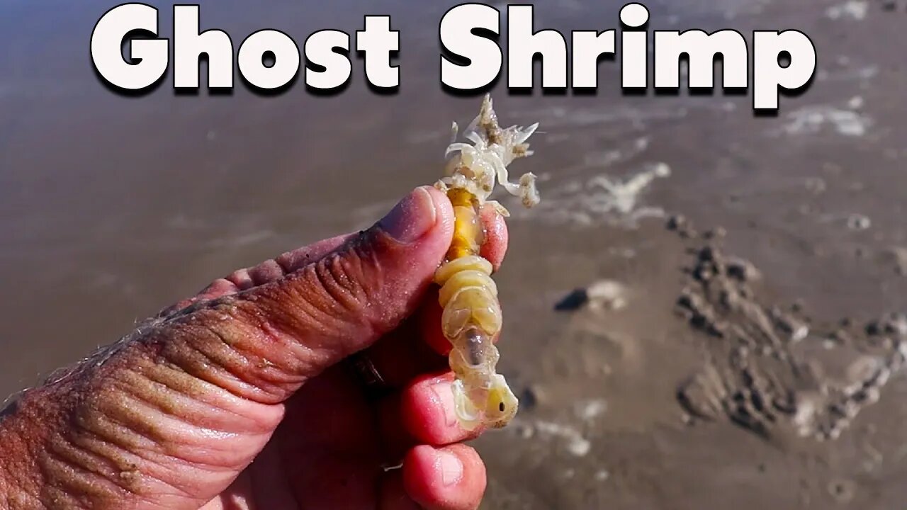 GHOST SHRIMP for bait- where did all the fish go ? Port Aransas surf