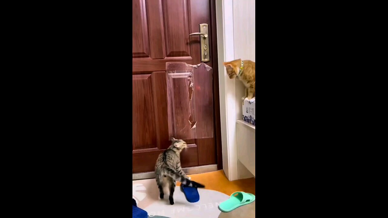 Cat tricks to open the door 😅🤣🤣🤣😂😂