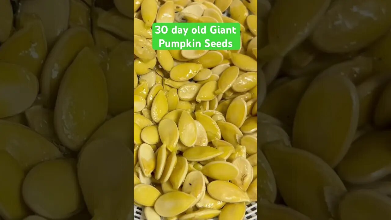 Giant Pumpkin Seed Test #bubba #giantpumpkin #pumpkinpatch