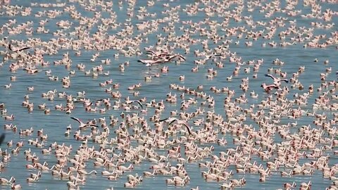 Large amount of flamingos in Africa