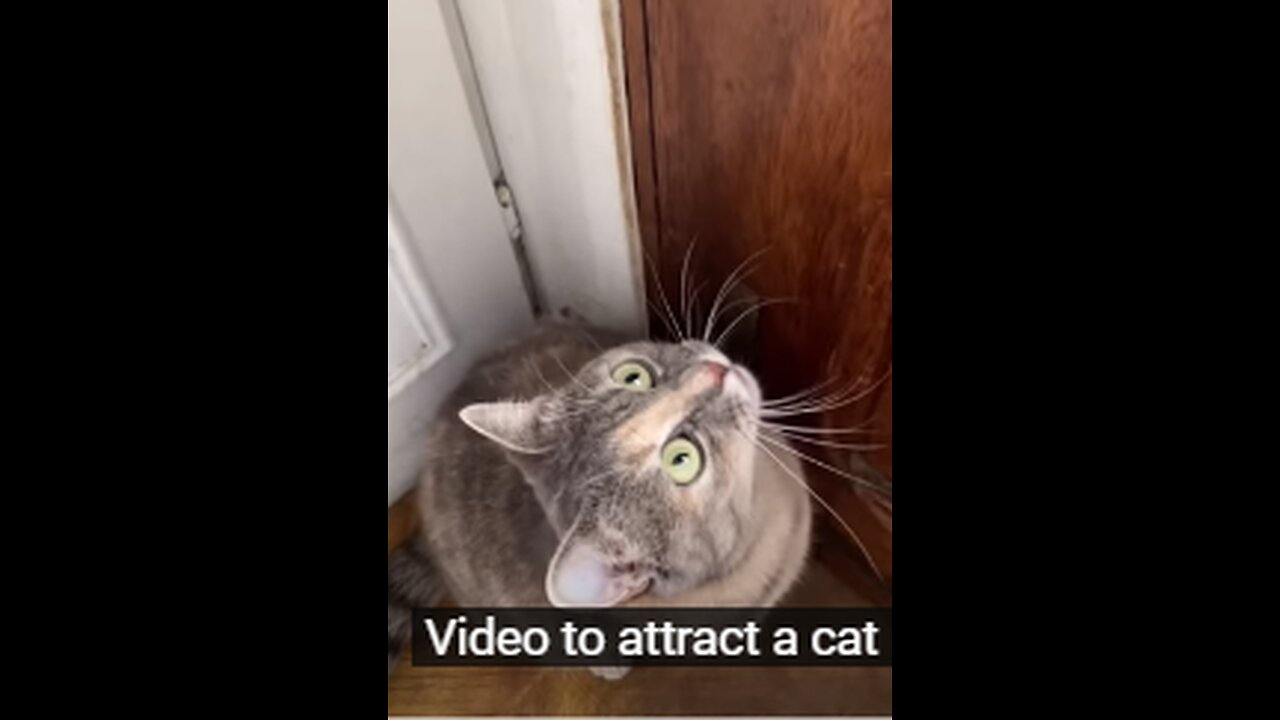 sounds that attract cats