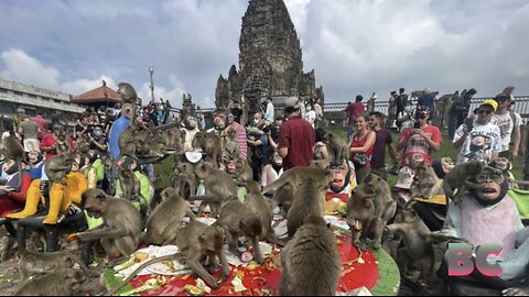 Thailand has a plan to contain the monkey mayhem in tourist city