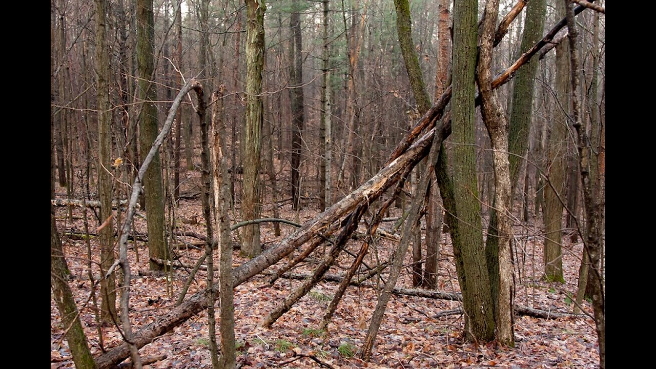 Sasquatch Research - Possible Related Structures