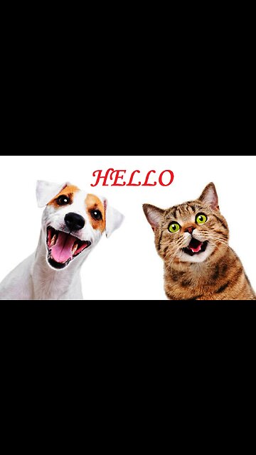 Funny Musical cat......very funny