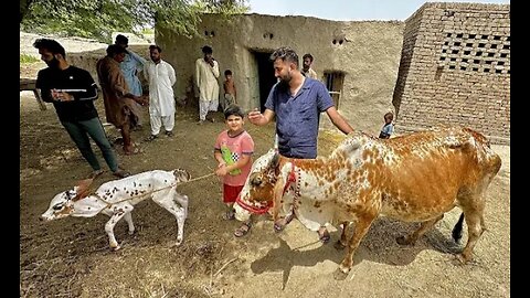 Hum Cow La Raha Hain 🐄💕