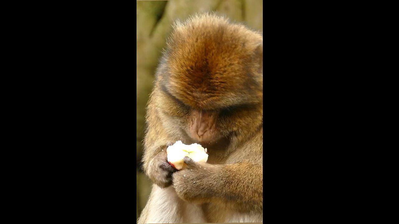 Status video of Money eating Apple