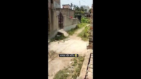 Snake! Omg