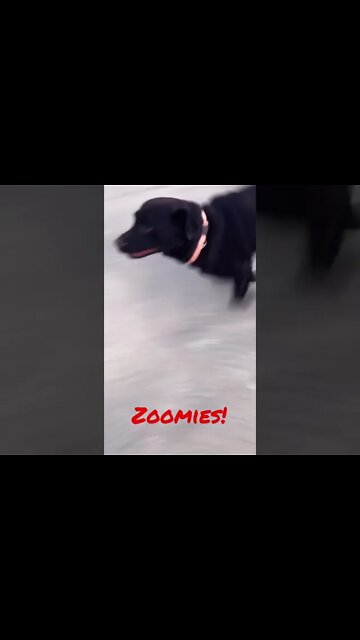 #Labrador has the #Zoomies! #Shorts, #shortsvideo