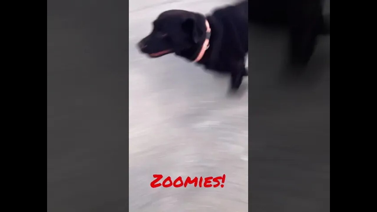 #Labrador has the #Zoomies! #Shorts, #shortsvideo