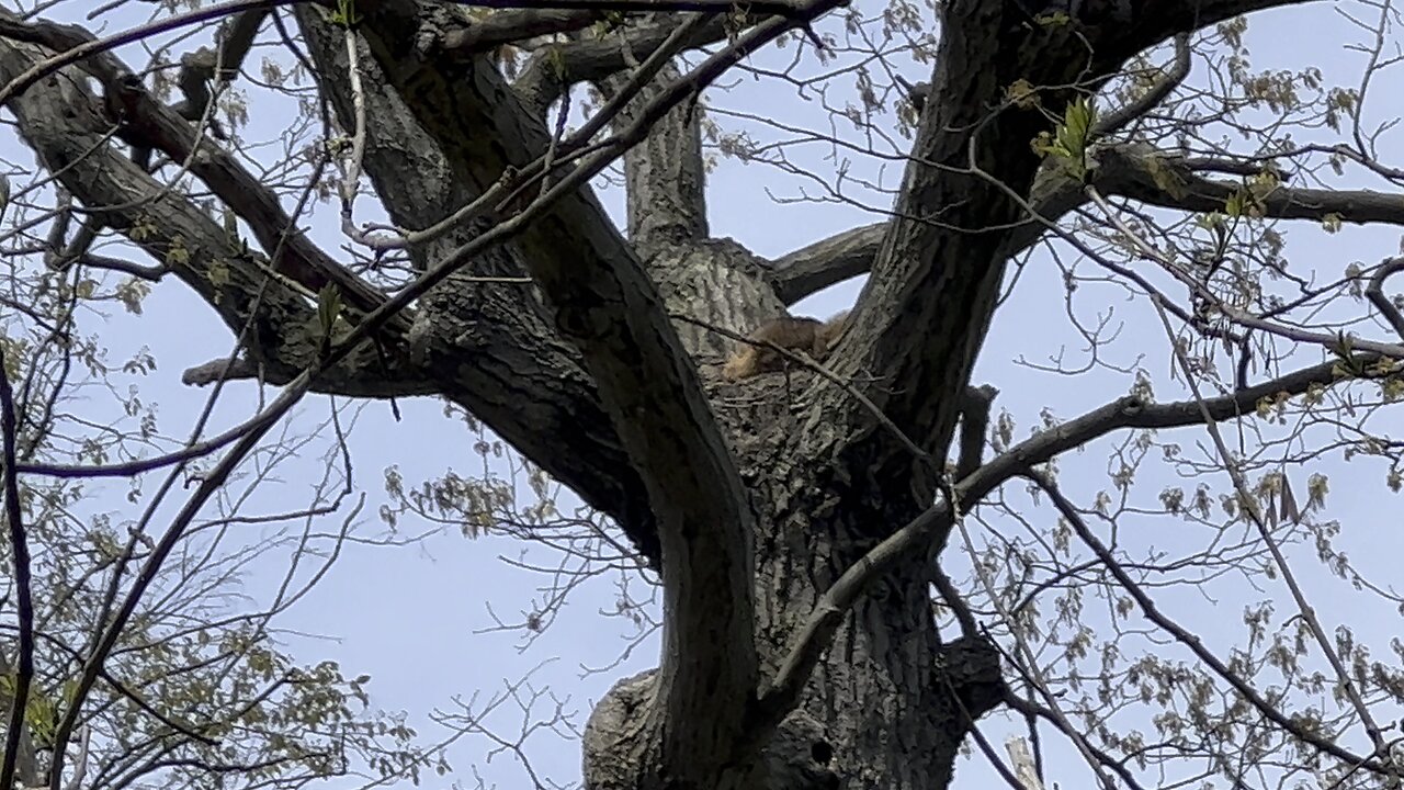 Couple of Raccoon fledglings on top of a huge tree