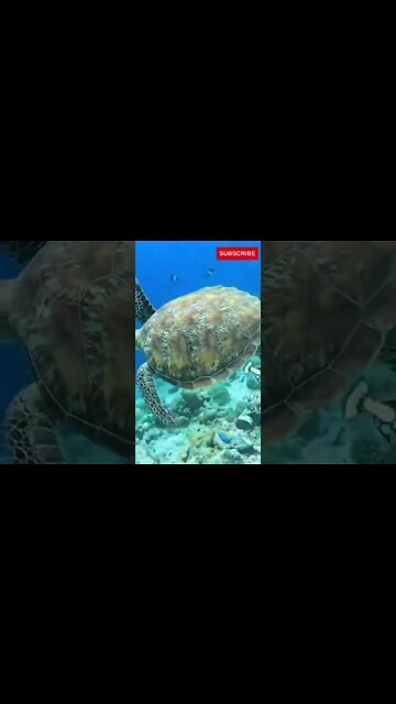 Turtle Spotted | Diving | #maldives #turtle #underwater #shorts