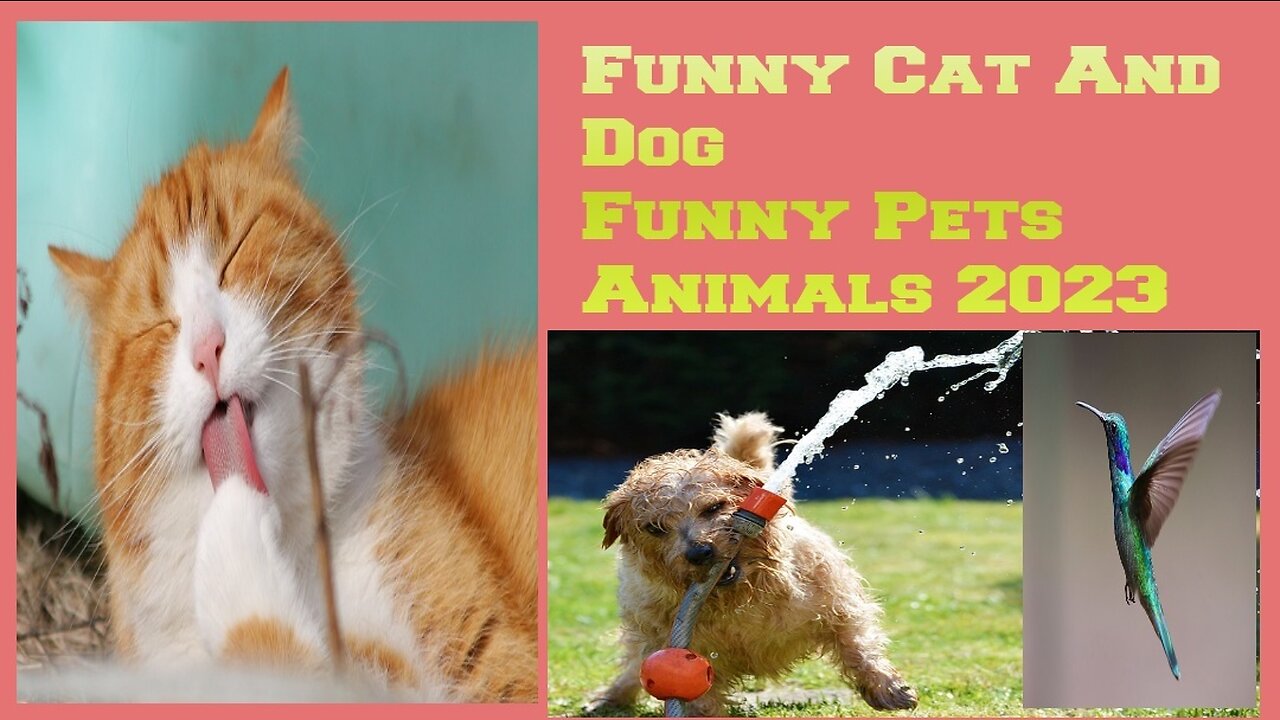 Funniest Pet Videos | Funniest Animals 2023 - Funniest Cats and Dogs