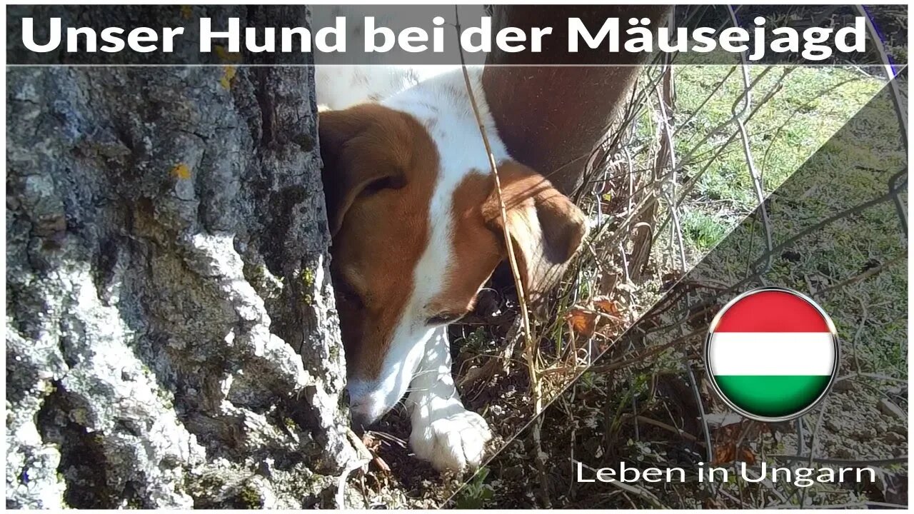 Unser Hund bei der Mäusejagd - Leben in Ungarn