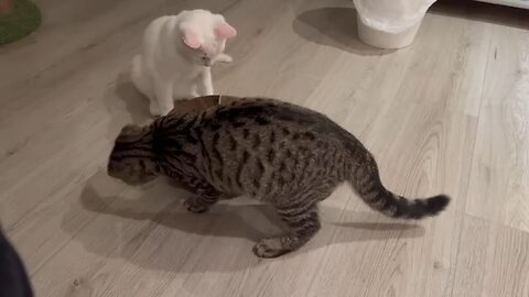 Kittens playing with new toy