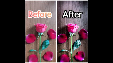 Make your flowers pictures look better (Adobe Lightroom mobile)